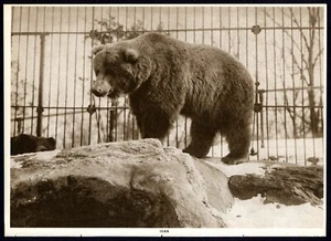 Imagen de IVAN el OSO - Famosos animales de zoológico - 1914 fotograbado sepia - Imagen 1 de 4