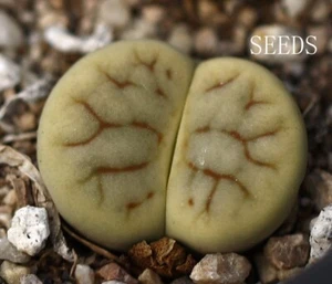 SEEDS -Lithops pseudotruncatella “Split Pea” 20seeds C104 - Picture 1 of 2