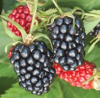 Set 2 Arapaho Thornless Blackberry Starter Plants - 4-10" Tall - Ship No Pot - Image 1 of 2