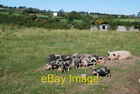 Photo 6X4 Moch Pwllheli Pigs Since Last Month The Pig Population Has Incr C2007