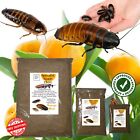 Specialist Roach Chow, ORANGE BLAST Dubia Hissing Cockroach Food Feeder Insect