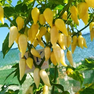 Coyote Zan White,10 semillas,Capsicum chinense (455) - Picture 1 of 2