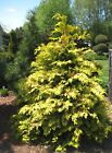 Crippsii Golden Hinoki Cypress - Starter Plant ( 5 m ) ( 1 live plant )