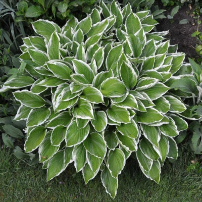 CROWNED IMPERIAL HOSTA PLAINTAIN LILY LIVE PLANT 6+ INCHES - Image 1 of 3