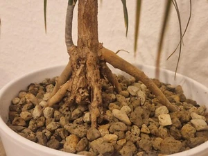 Drachenbaum - Dracaena- Höhe ca. 70 cm, Unikat - Sichtbares Wurzelwerk - Bild 1 von 5