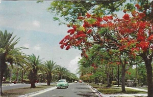 Vintage Florida Chrome Postcard Miami Royal Poinciana Trees Along Avenue Car - Picture 1 of 2