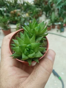 Haworthia Sp. Pflanze Sukkulenten 5,5 CM Ø für Mittel Sonne - Bild 1 von 5