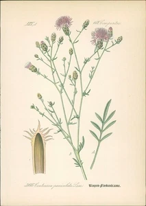 Chromolithographie : Rispen-Flockenblume. Rispige Flockenblume. Centaurea panicu - Picture 1 of 1