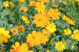 500 Samen gelbes Schmuckkörbchen Cosmos sulphureus Garten Wild Blumen Samen - Bild 1 von 1