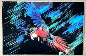 Scarlet Macaw Tambopata Reserve Peru - Vintage Postcard - Picture 1 of 2
