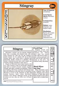 Stingray #19.10 - Fossils - Treasures Of The Earth Grolier Card - Picture 1 of 1