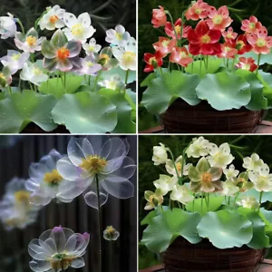 20pcs Mixed Color Bowl Lotus Seeds Premium Bonsai Set for Beautiful Water Plants - Picture 1 of 13