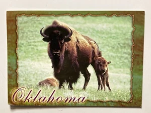 Oklahoma Bison der amerikanische Büffel mit Kalb in der Ebene Foto Postkarte 9043 - Bild 1 von 2