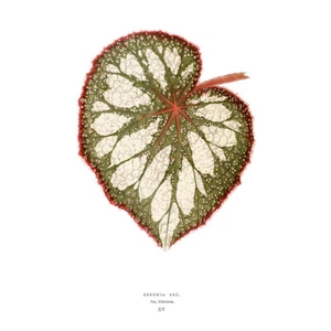 Leaf Begonia Rex Nebulosa Art Print Canvas Premium Wall Decor Poster - Picture 1 of 6