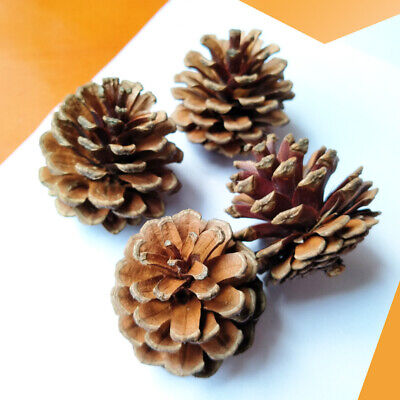 30pcs Natural Dried Pine Cones Ornaments Mini Rustic Christmas Home Decor Crafts • 21.44€