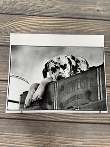Big 1982 Budweiser Dalmatian Photo Print Denver Post John Sunderland - Picture 1 of 2