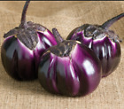 Barbarella Eggplant 50 Seeds
