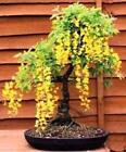 10 Common Laburnum tree seeds.  Tree seeds that can be used for bonsai..