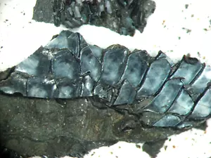 Permian fish Aeduella blainvillei fossil scales in microscope slide mount 1/bid - Picture 1 of 8