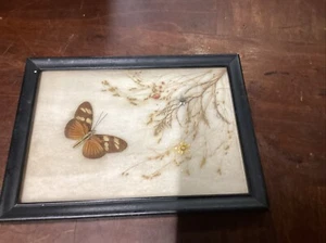 Vintage Butterfly Flowers Taxidermy In Photo Frame - 7.75x5.75” - Picture 1 of 7