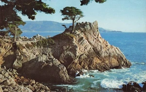 Cypress Tree Pebble Beach California Monterey Peninsula Vintage CA Postcard - Picture 1 of 2