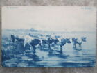 Antique In Holland At The Shore Delft Blue Tint Undivided Back Postcard