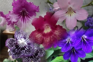 Streptocarpus Lucky Dip Collection of five different leaf sections - buy it now - Picture 1 of 1