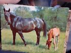 Vintage Postcard Postally Used Horse And Foal Germany