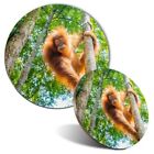 Mouse Mat & Coaster Set - Orangutan in Jungle Indonesia  #3539