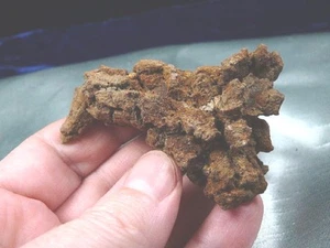 (PP473-2) 2-1/2" Genuine Fossil TURTLE POOP Coprolite Oregon DUNG fun WEIRD GIFT - Picture 1 of 1