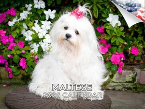 Calendario Raza Perro Maltés 2026 12x18 Hecho en EE. UU. - Imagen 1 de 7