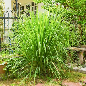 50 Tropical Giant Lemon Grass Seeds to Plant & Grow East Indian Kitchen Herbs - Picture 1 of 4