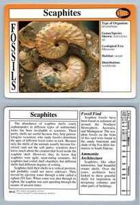 Scaphites #18.12 - Fossils - Treasures Of The Earth Grolier Card - Picture 1 of 1