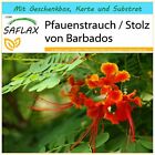 SAFLAX Geschenk Set - Pfauenstrauch / Stolz von Barbados - Caesalpinia - 10 Same