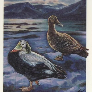 Ducks of Russia #6155 Spectacled Eider FDC Moscow 1993 Nature Conservation Cover - Picture 1 of 2