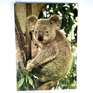 "Oso Koala Terra Magica 509 Holton foto arte de pared vintage Australia 13,5 x 18,5""" - Imagen 1 de 6