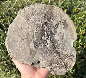 RARE Barasaurus Skeleton Madagascar Fossil Late Permian Reptile Dinosaur Bones - Picture 1 of 11