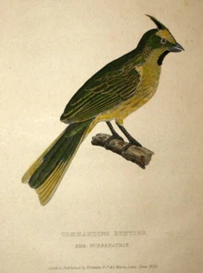 LE COMMANDEUR HUPPÉ BRUANT, GUBERNATRIX CRISTATA, Gravure de Cuvier 1829 - Imagen 1 de 2