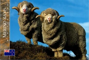 MERINO RAMS New Zealand 4x6 animal Postcard - Picture 1 of 2