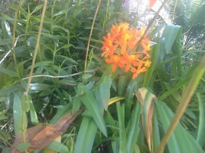 Crucifix Orchid Orange with yellow centre x 5 - Picture 1 of 3