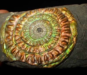 Großer 82 mm Regenbogen irisierender Caloceras Display Ammonit Fossil Ammolith UK - Bild 1 von 8