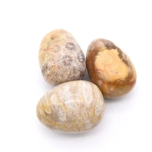 Fossilised Coral 3x Tumbled Stones 25x35mm - Picture 1 of 2