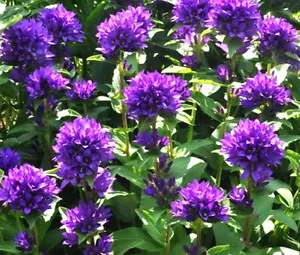 BELLFLOWER SUPERBA Campanula Glomerata - 220 Samen in großen Mengen - Bild 1 von 1