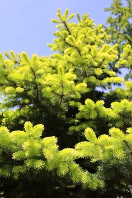 Picea abies Norway Spruce Evergreen 24" - 36" - Image 1 of 4