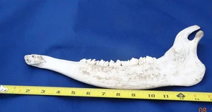 Elchkiefer, ECHT - Bild 1 von 3