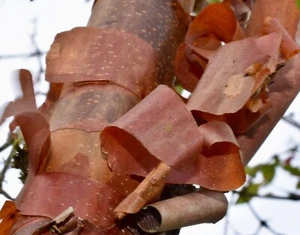Acer griseum - Paperbark Maple- 18-44 Inches Tall - Picture 1 of 4