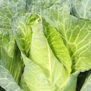 Cavolo bianco erba filtrante, cavolo a punta, spec. per crauti, semi biologici, 0,5 g - Foto 1 di 3