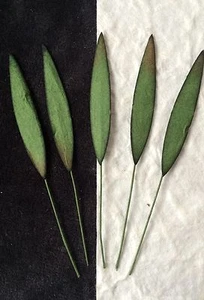 10 Bamboo Leaves Small Green Handmade mulberry paper leaf Floral wreaths Card  - Picture 1 of 3