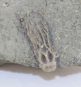 Crinoide, Cyathocrinites, Karbon, Crawfordsville, Indiana, USA-L207 - Foto 1 di 5