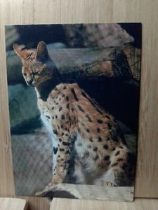 San Diego Zoo🏆SERVAL 1993 Cardz  #25 Trading Card🏆FREE POST - Picture 1 of 2